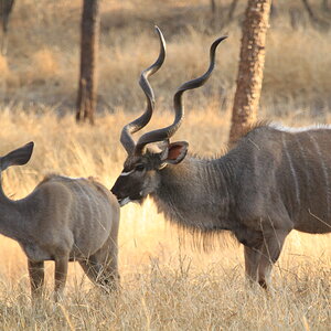 Kudu Bull South Africa