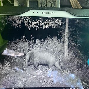 Huge Bushpig South Africa