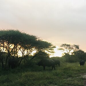 Bushfeld Nature South Africa