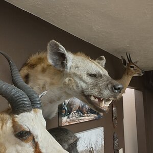 Hyena Shoulder Mount Taxidermy