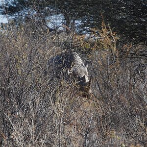 Black Rhino - Namibia