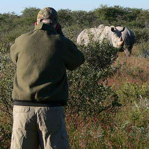 White Rhino