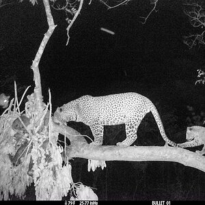 Leopard Camera