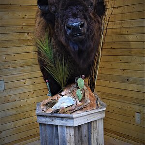 Custom Bison Shoulder Pedestal