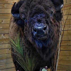 Custom Bison Shoulder Pedestal