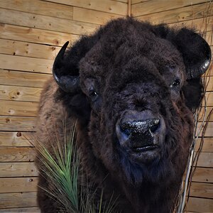 Custom Bison Shoulder Pedestal