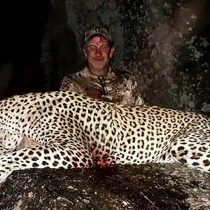 Hunting Leopard Tanzania