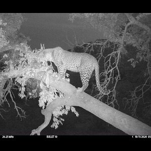 Leopard Trial Camera Tanzania