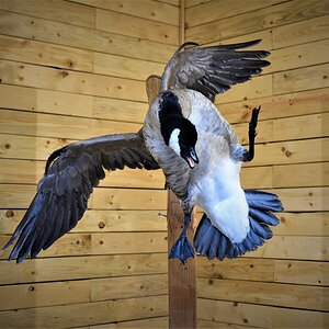 Flying Goose Mount