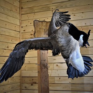 Flying Goose Mount