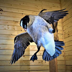 Flying Goose Mount