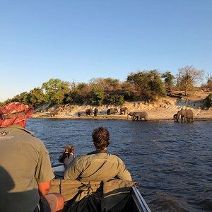 Namibian Elephant Wildlife