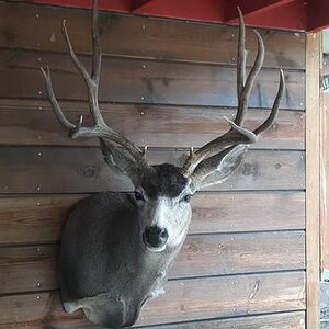 Utah Mule Deer Shoulder Mount Taxidermy