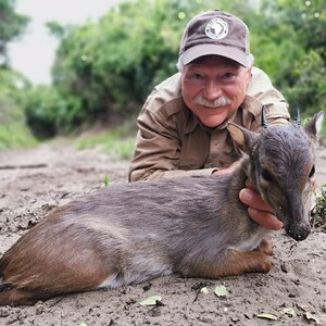 Blue Duiker Hunting