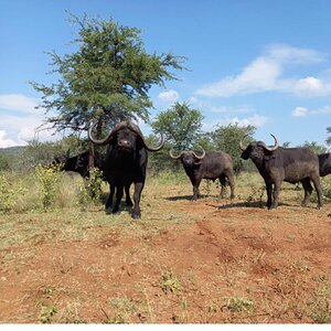 Buffalo Wildlife South Africa