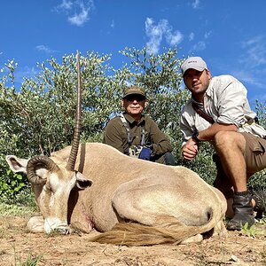 Beautiful Unusual Golden Gemsbok