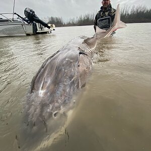 Sturgeon Fishing Canada