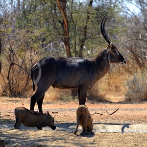 Waterbuck Wildlife South Africa