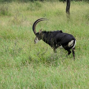 Sable Wildlife South Africa