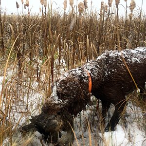 Deutsch Drahthaar Hunting Dog