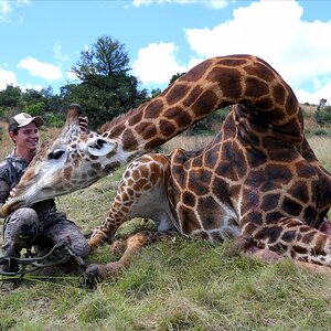 Giraffe Bow HuntSouth Africa