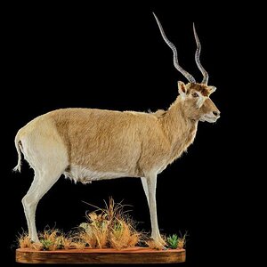 Addax Full Mount