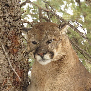 Mountain Lion