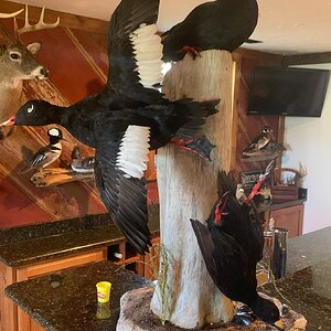 Waterfowl Taxidermy