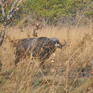 Buffalo Wildlife Tanzania