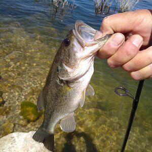 Fishing Roosevelt Lake Arizona