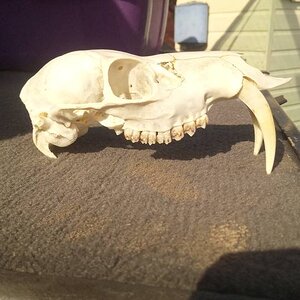 Sabertooth Deer Skull