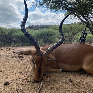 Impala Hunting South Africa