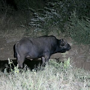 Buffalo Wildlife South Africa