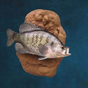 Fish Taxidermy