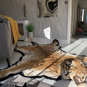 Tiger Rug Taxidermy