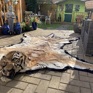 Tiger Rug Taxidermy