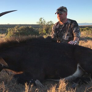 Sable Hunting South Africa