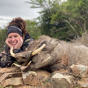 Warthog Hunting South Africa