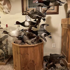 Waterfowl Taxidermy