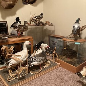 Waterfowl Taxidermy