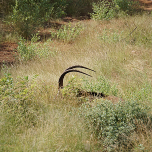 Sable Limpopo Wildlife South Africa