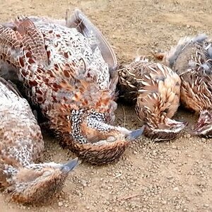 Upland Bird Hunting South Africa