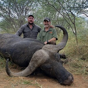 Buffalo Hunt Limpopo South Africa