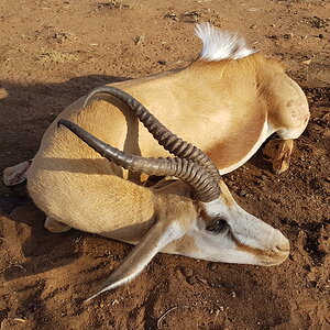 16Inch free range Springbok, Outjo Namibia - 2019