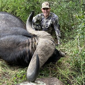 Buffalo Hunting South Africa