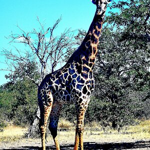 Dark Giraffe Bull South Africa