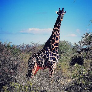 Dark Giraffe Bull South Africa