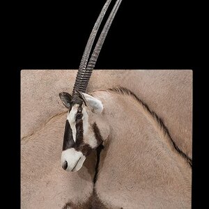 Gemsbok 3D Taxidermy Mount