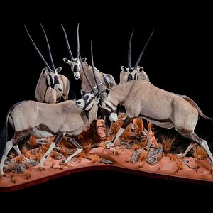 Gemsbok Full Taxidermy Mount