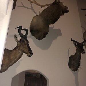 Trophy Room